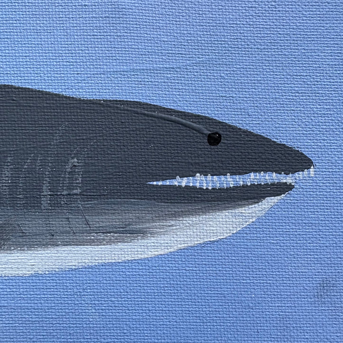 Two sharks.